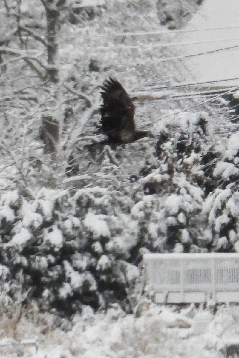 Weißkopf-Seeadler - ML646922379