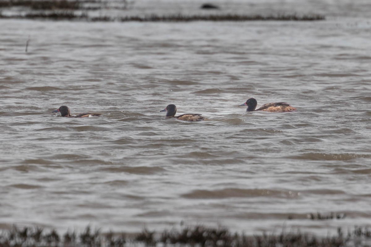 kachnice černohlavá - ML646922380