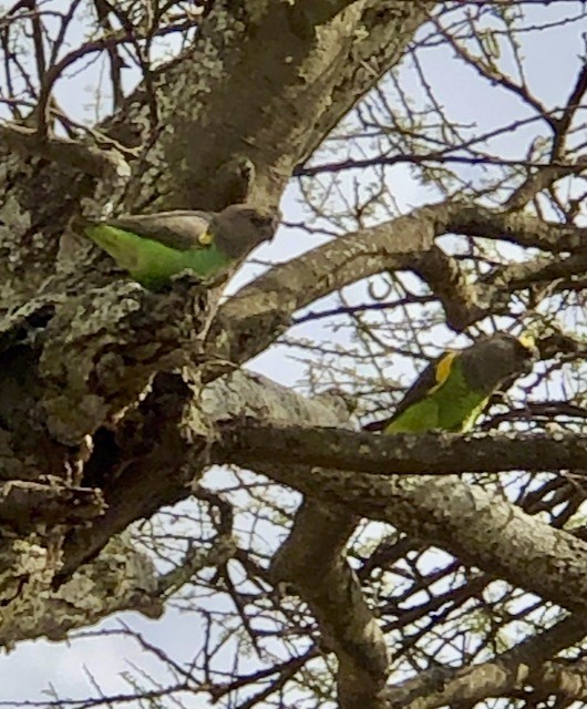 Meyer's Parrot - ML646922381