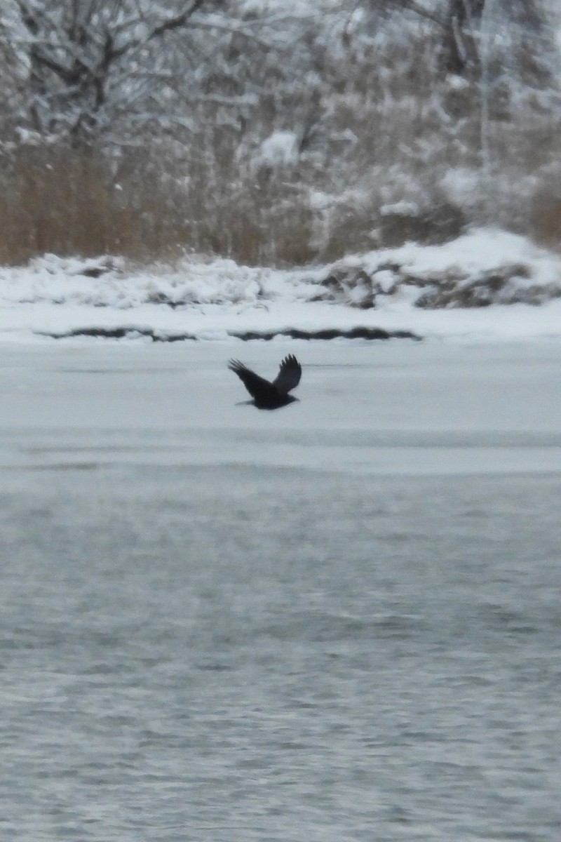 Amerikakrähe - ML646922383