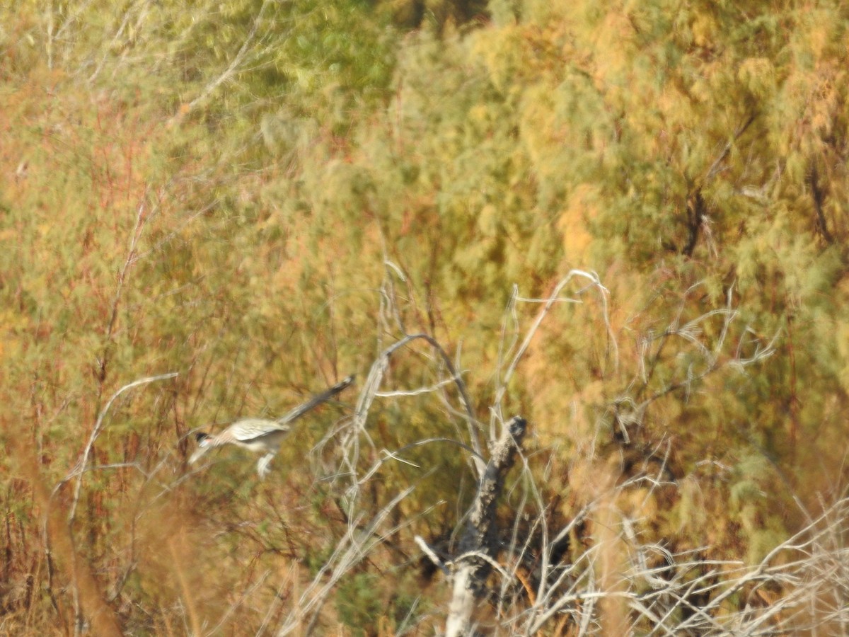 Greater Roadrunner - ML646922384