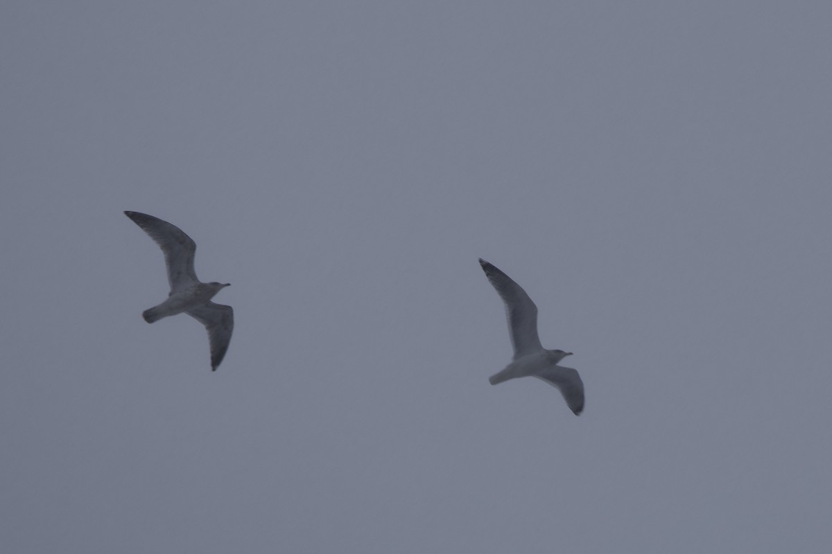 Мартин американський - ML646922386