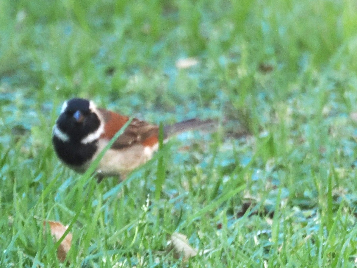 Cape Sparrow - ML646922387