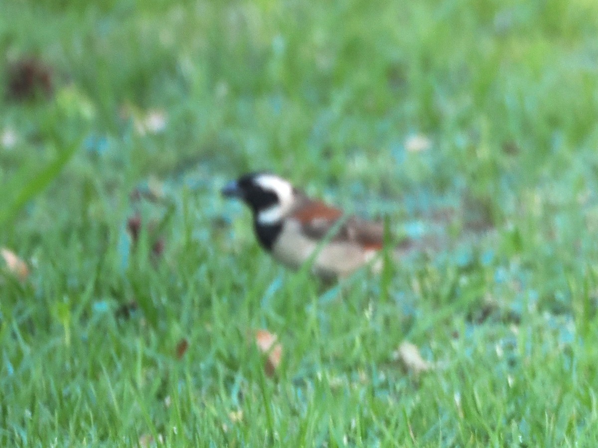Cape Sparrow - ML646922388