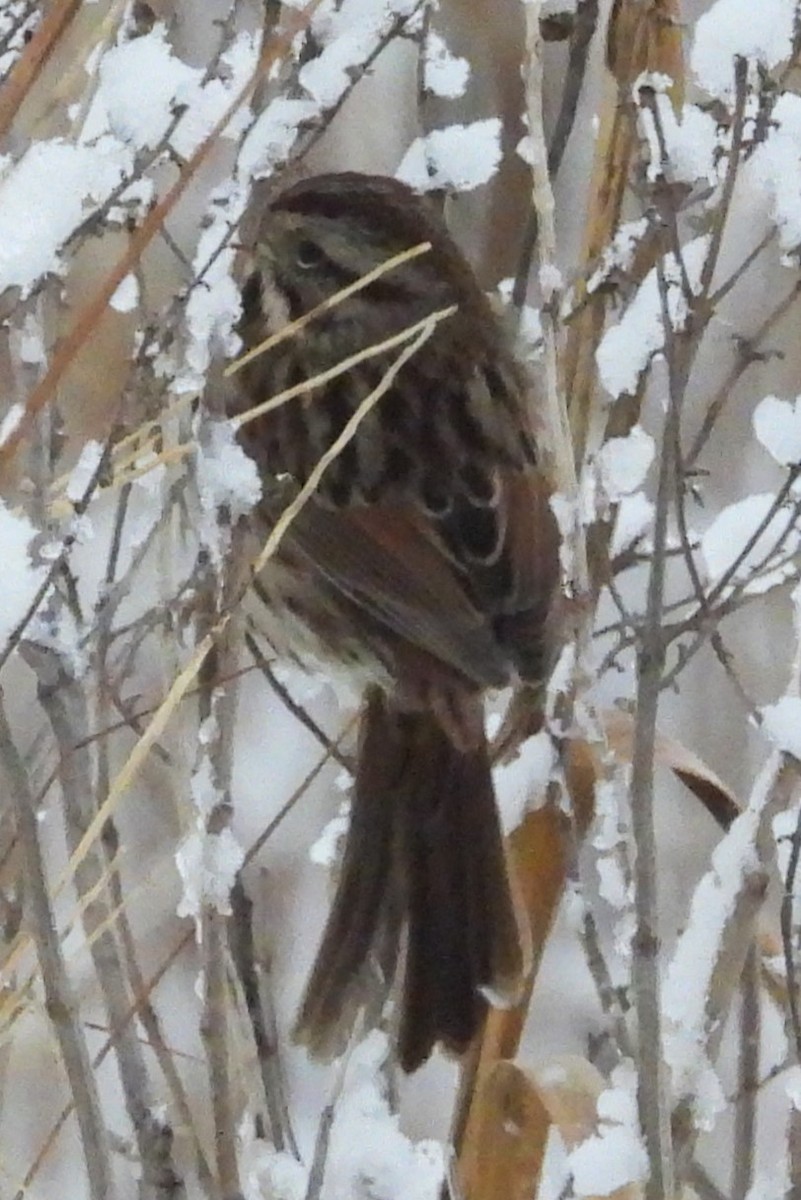 Singammer - ML646922390