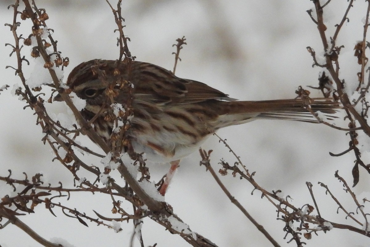 Singammer - ML646922391