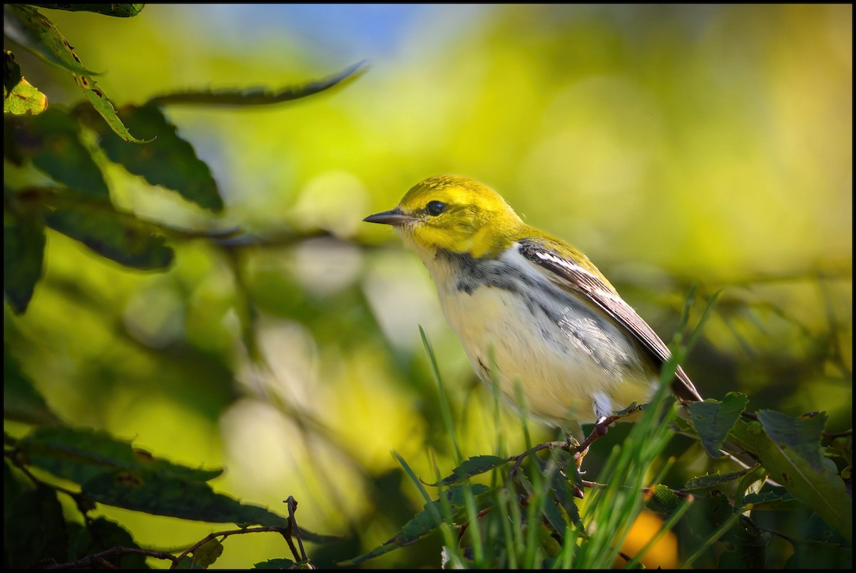 Пісняр-лісовик чорногорлий - ML646922394