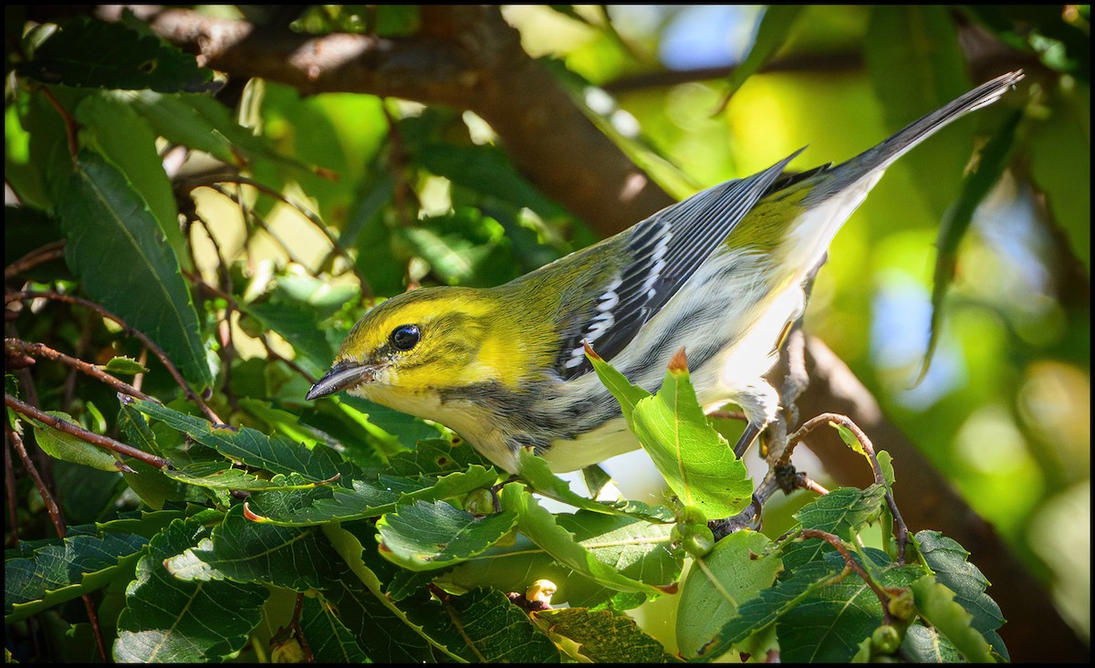 Пісняр-лісовик чорногорлий - ML646922395