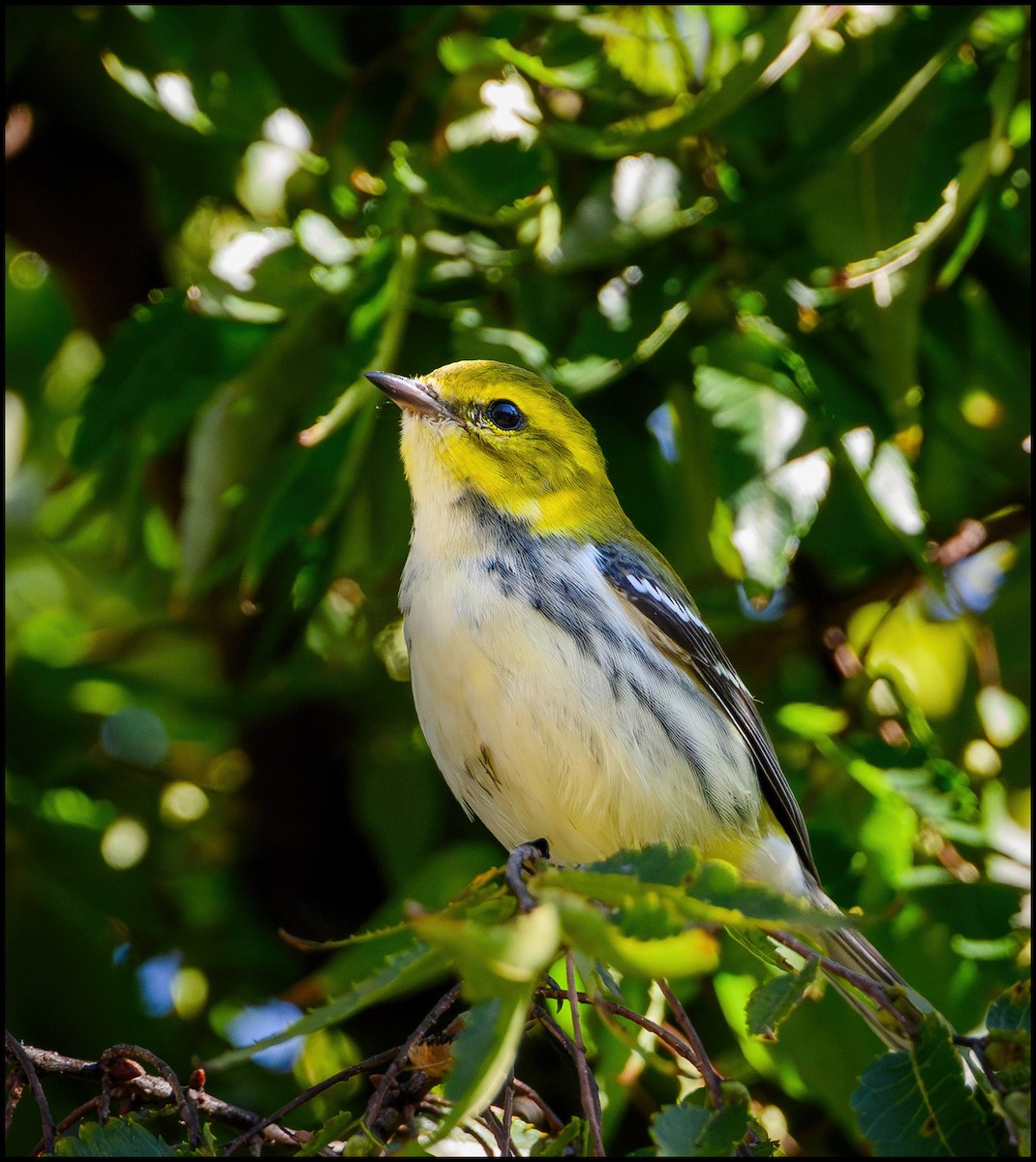 Пісняр-лісовик чорногорлий - ML646922396