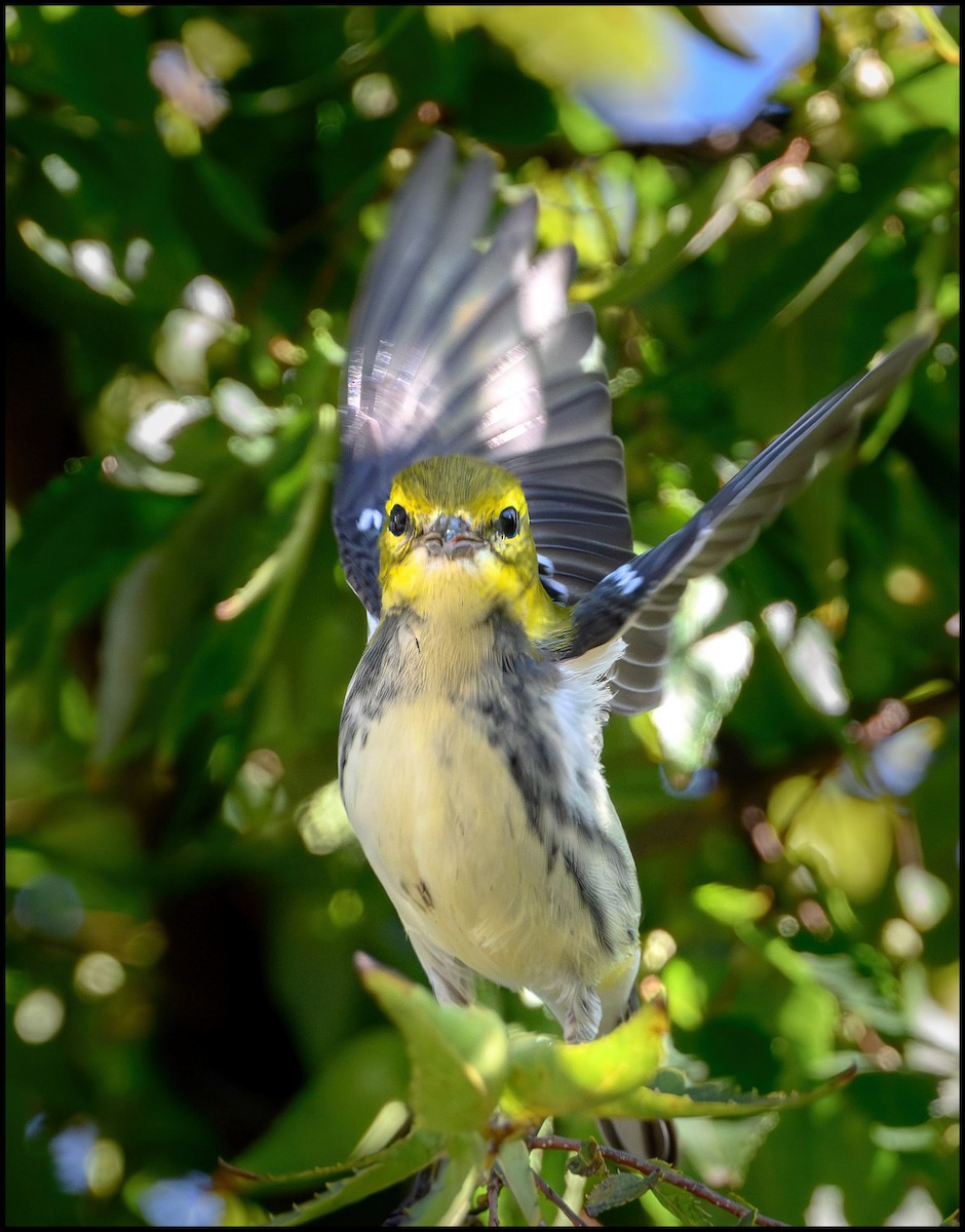 Пісняр-лісовик чорногорлий - ML646922397