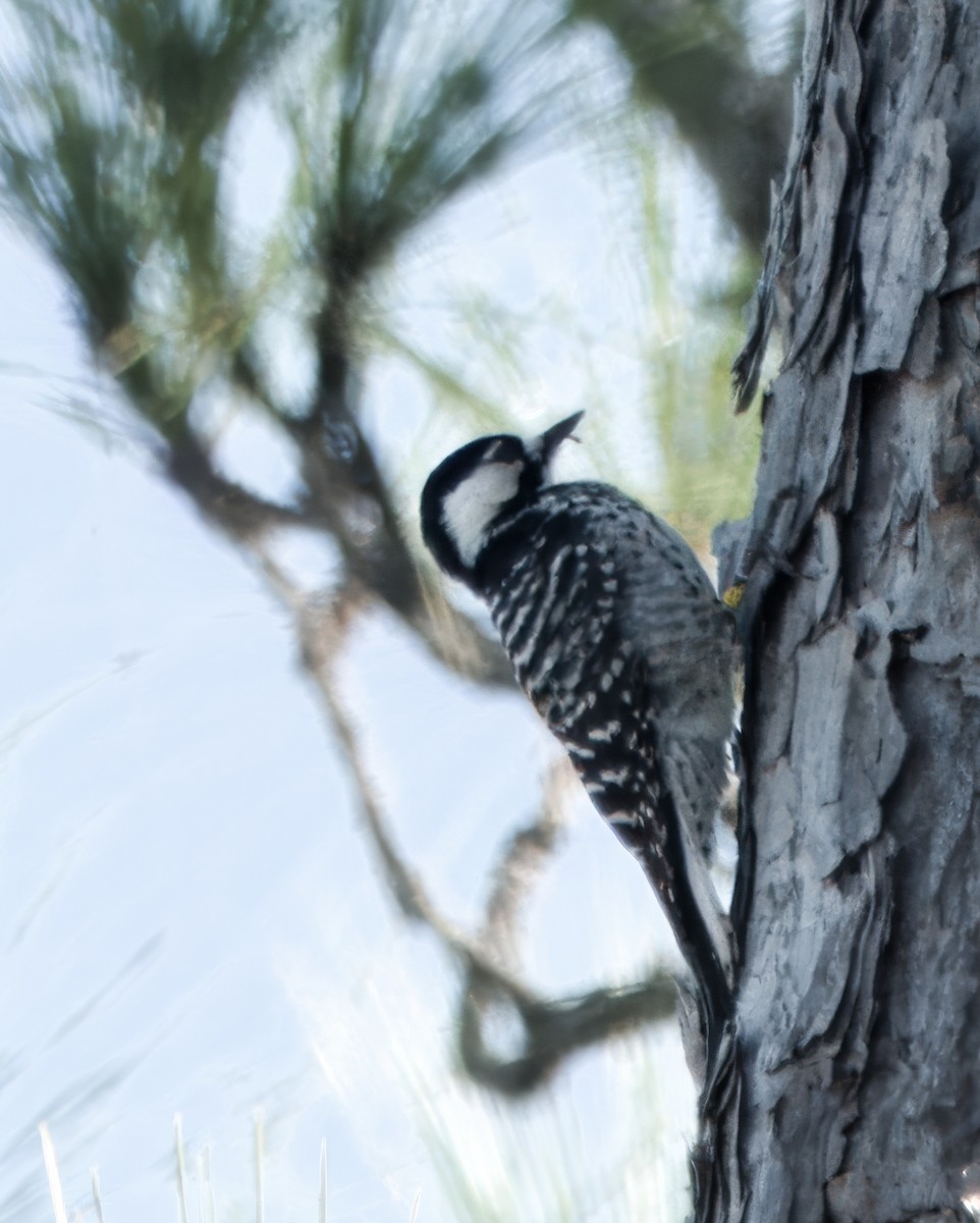Pic à face blanche - ML646922400