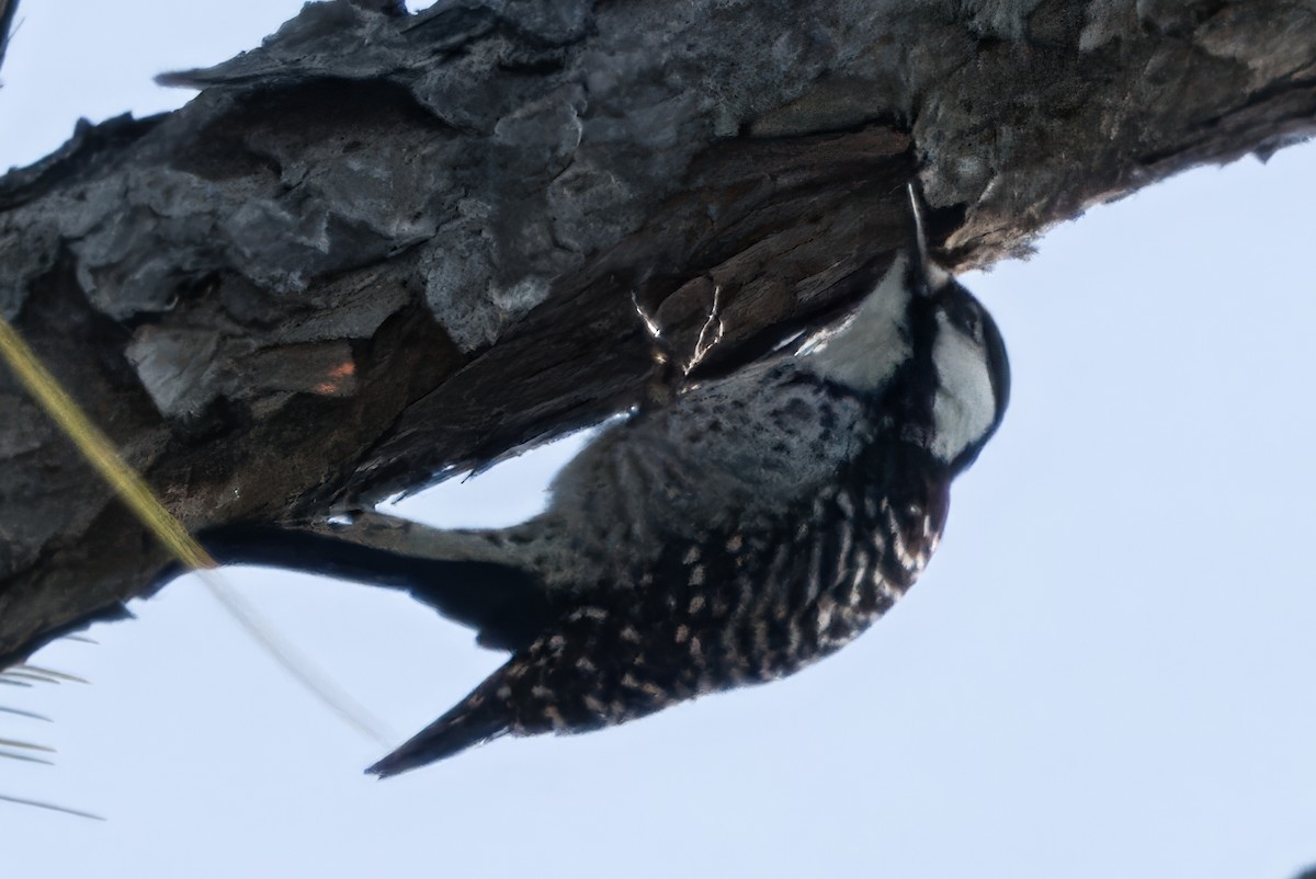 Pic à face blanche - ML646922401