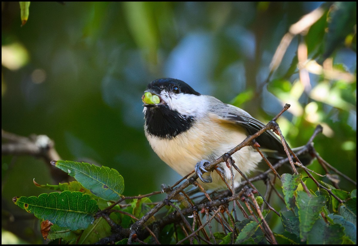 Гаїчка каролінська - ML646922408