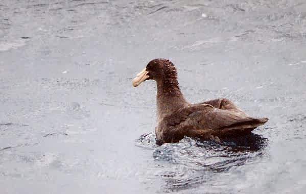 sørkjempepetrell - ML646922409