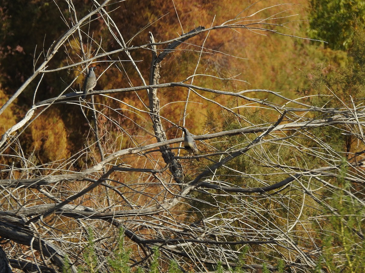 Gambel's Quail - ML646922410