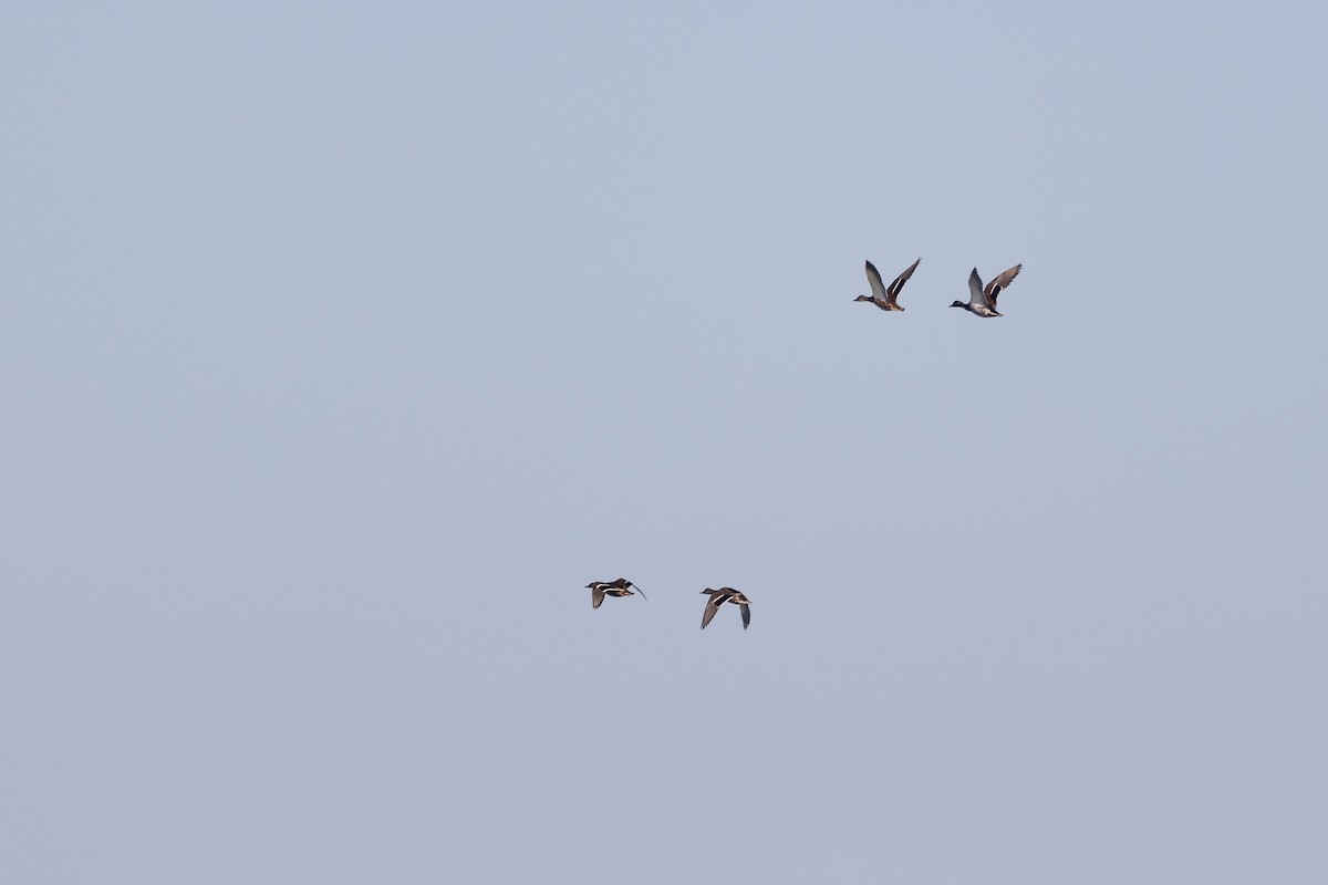 Mallard - ML646922411