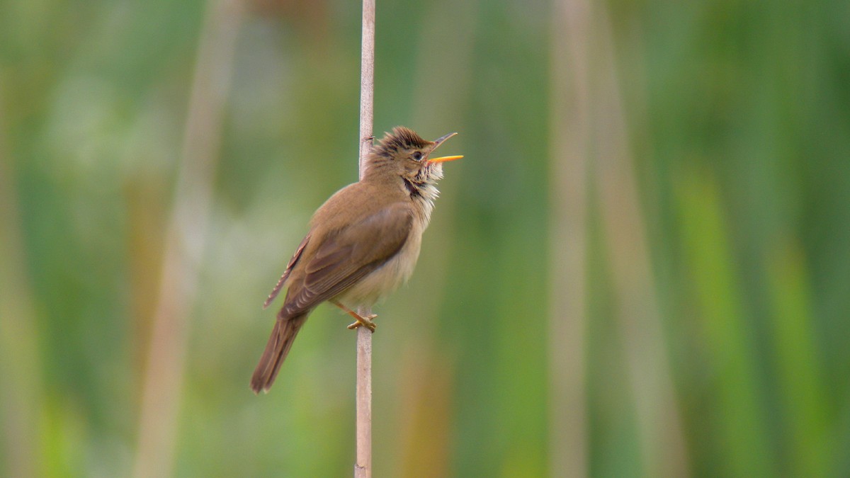 Marsh Warbler - ML646922416