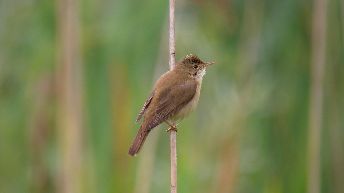 Marsh Warbler - ML646922417