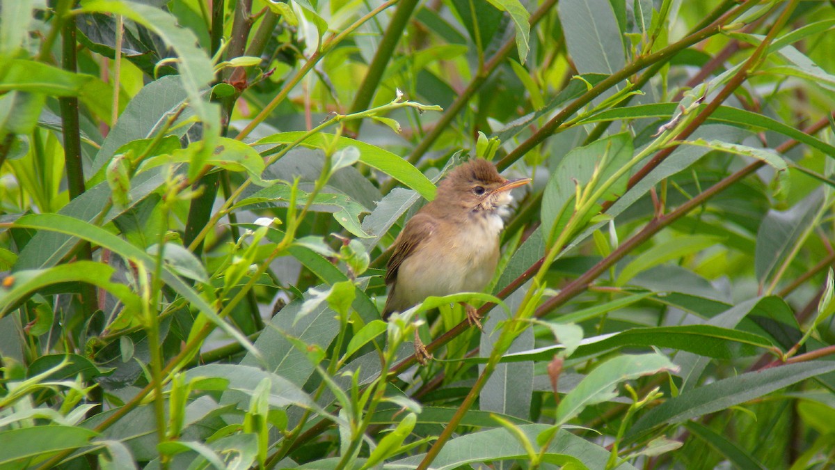 Marsh Warbler - ML646922418