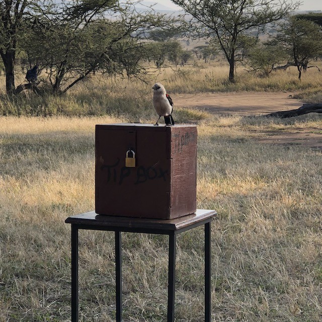 White-headed Buffalo-Weaver - ML646922419