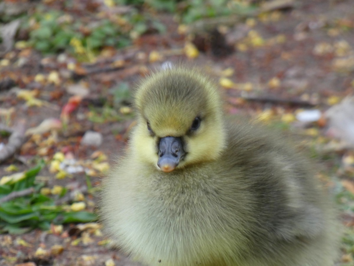 Graylag Goose - ML646922421