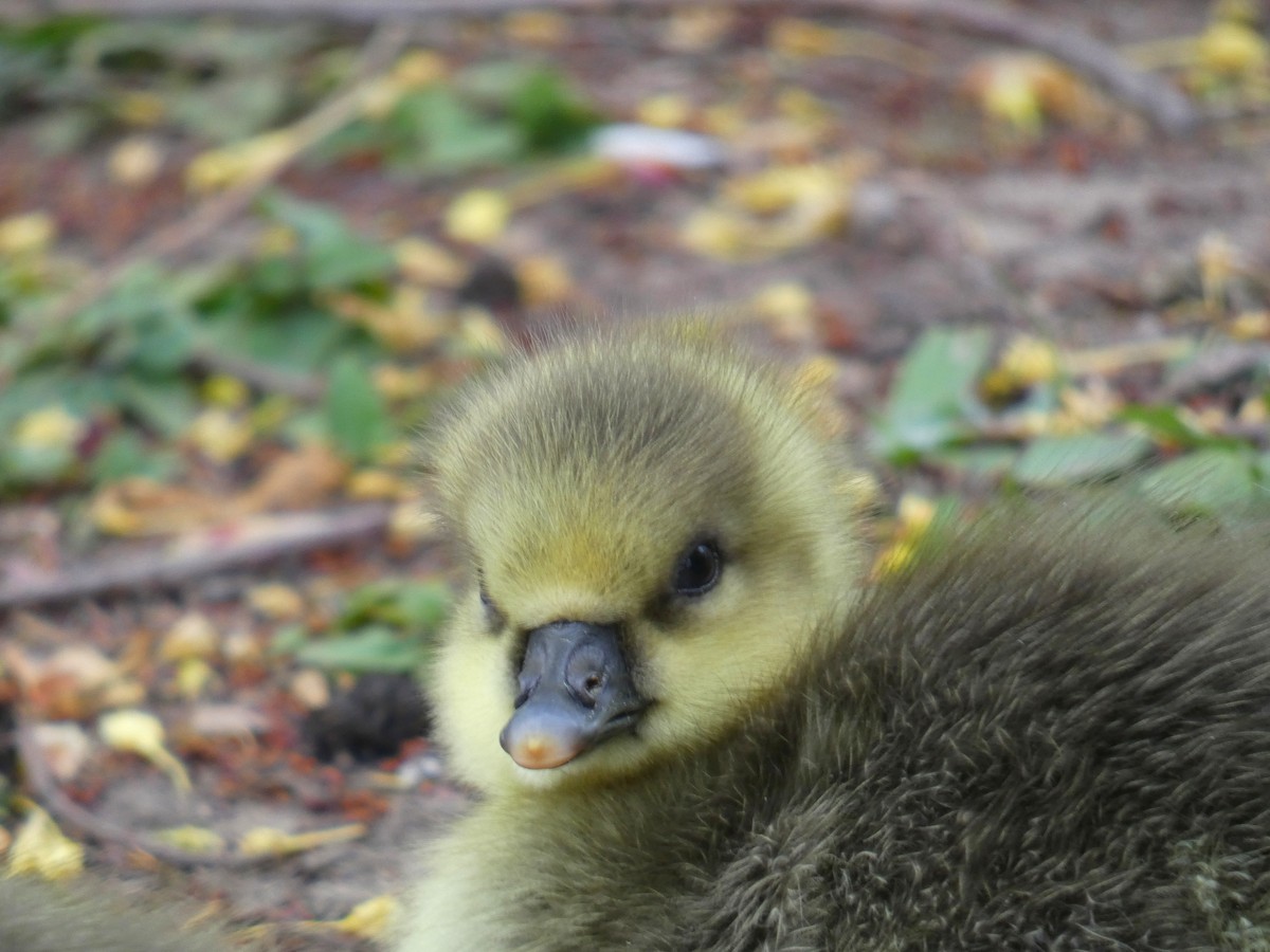 Graylag Goose - ML646922423