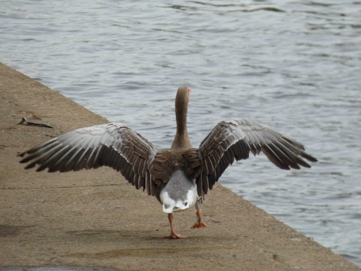 Graylag Goose - ML646922424