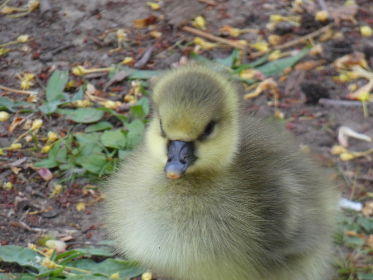 Graylag Goose - ML646922426