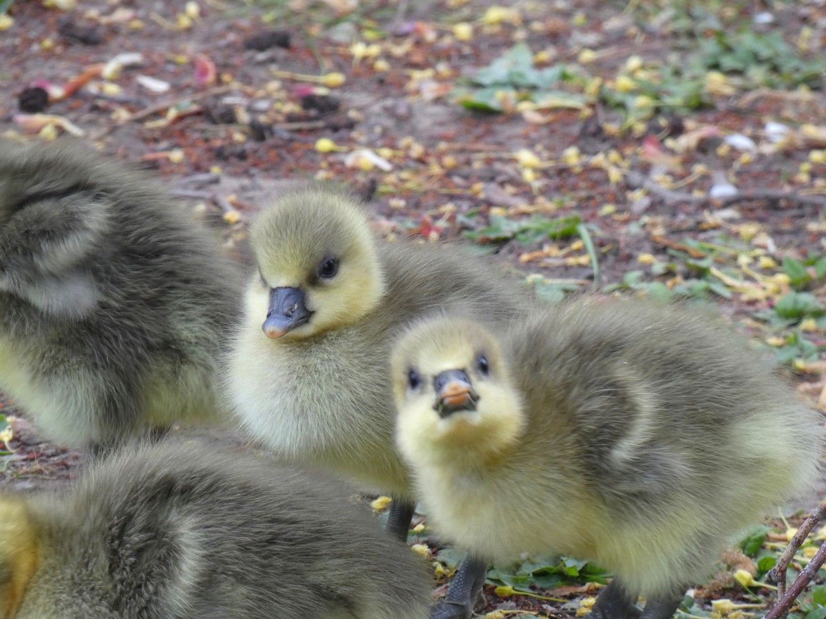 Graylag Goose - ML646922427