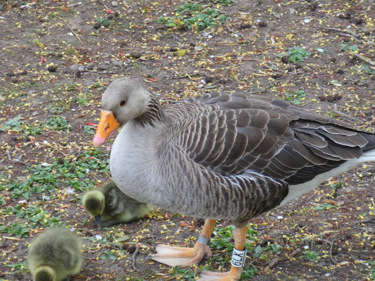 Graylag Goose - ML646922428