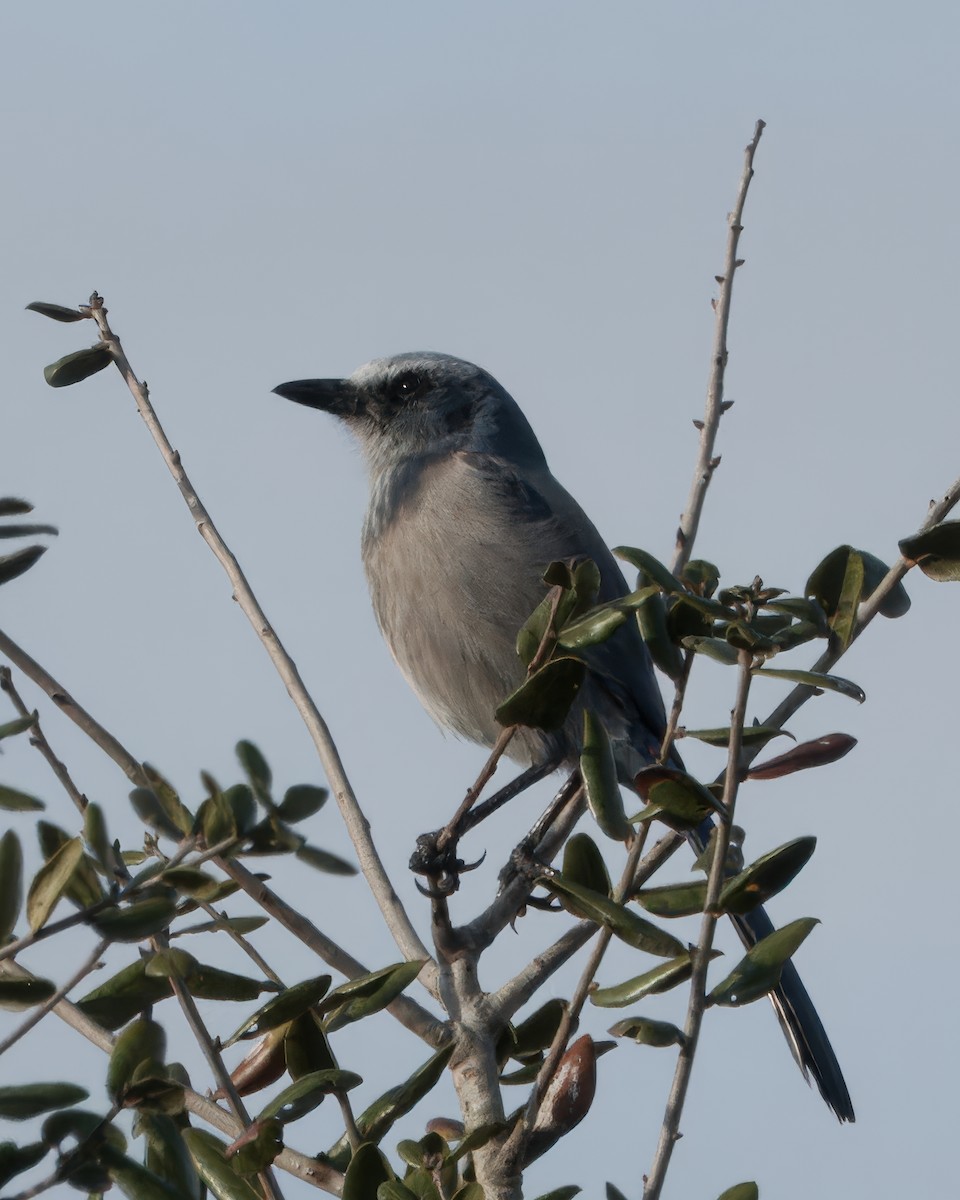 Florida Scrub-Jay - ML646922431
