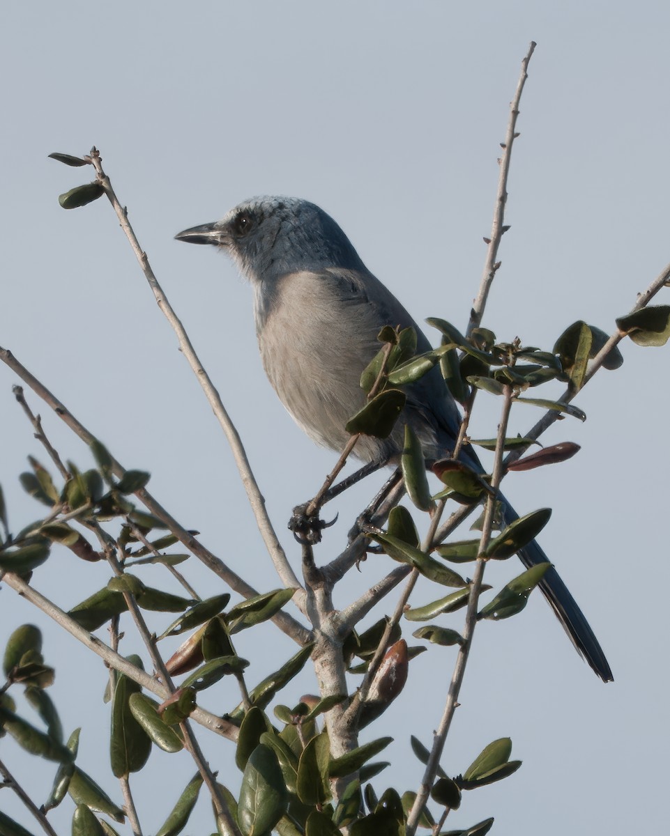 Florida Scrub-Jay - ML646922433