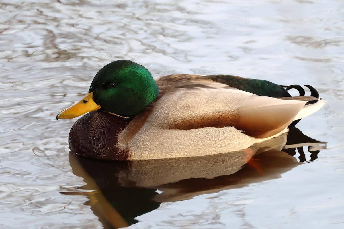 Mallard - ML646922435