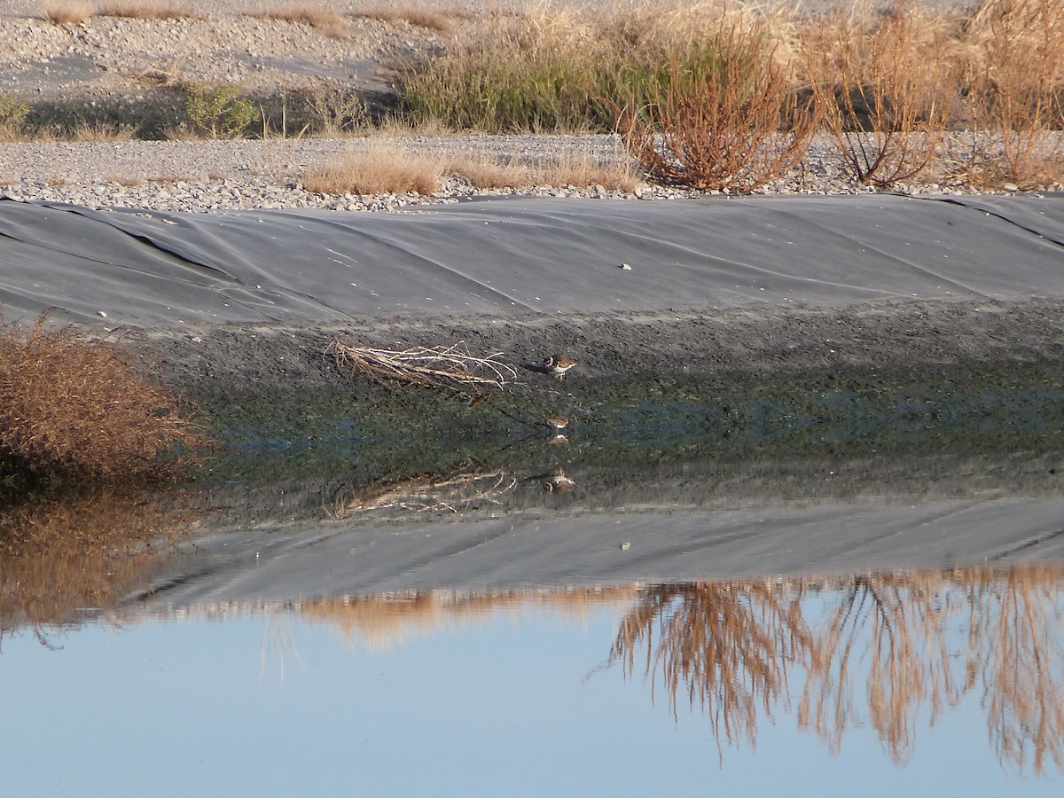 Gambecchio americano - ML646922446