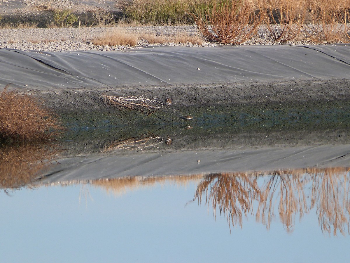 Gambecchio americano - ML646922447