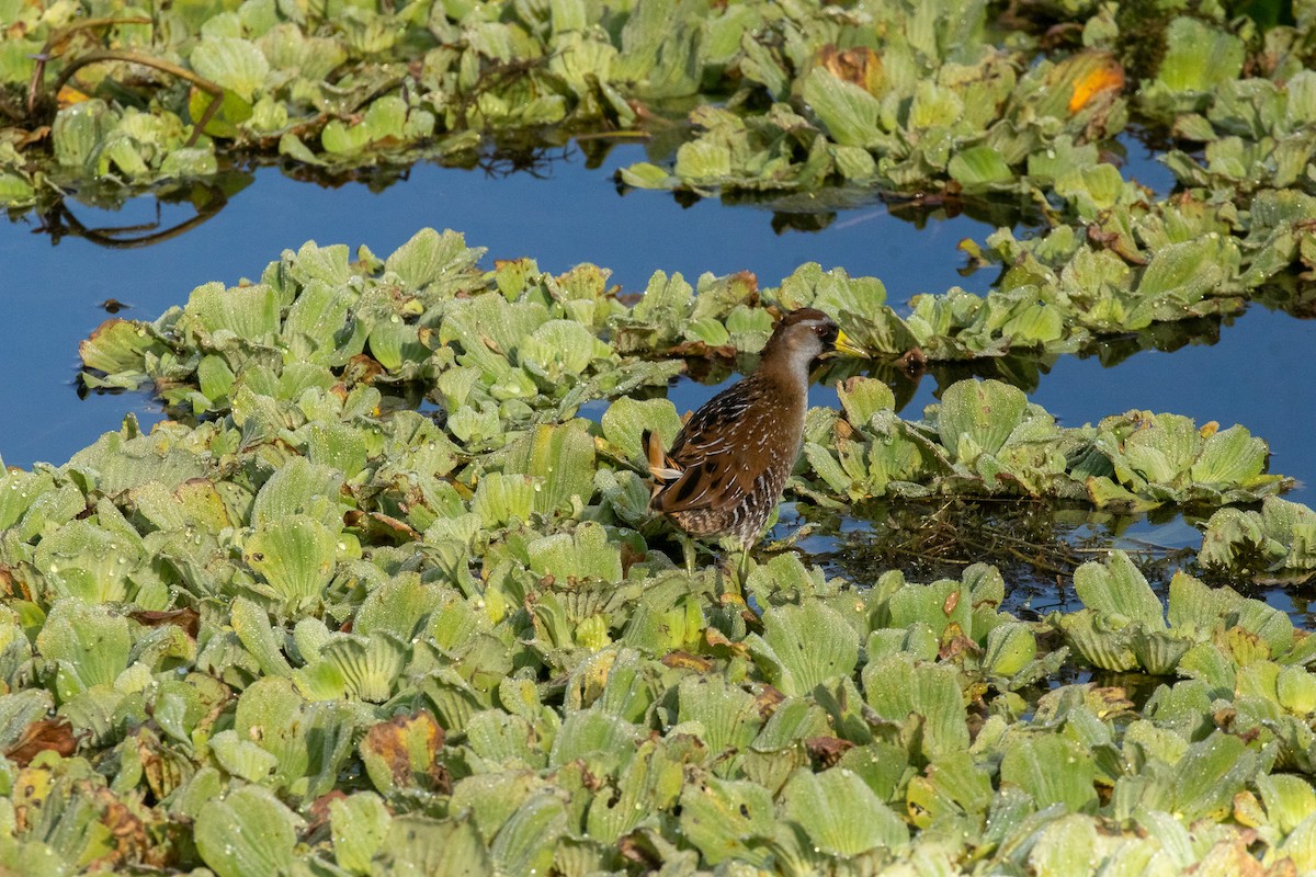 Погонич каролінський - ML646922449