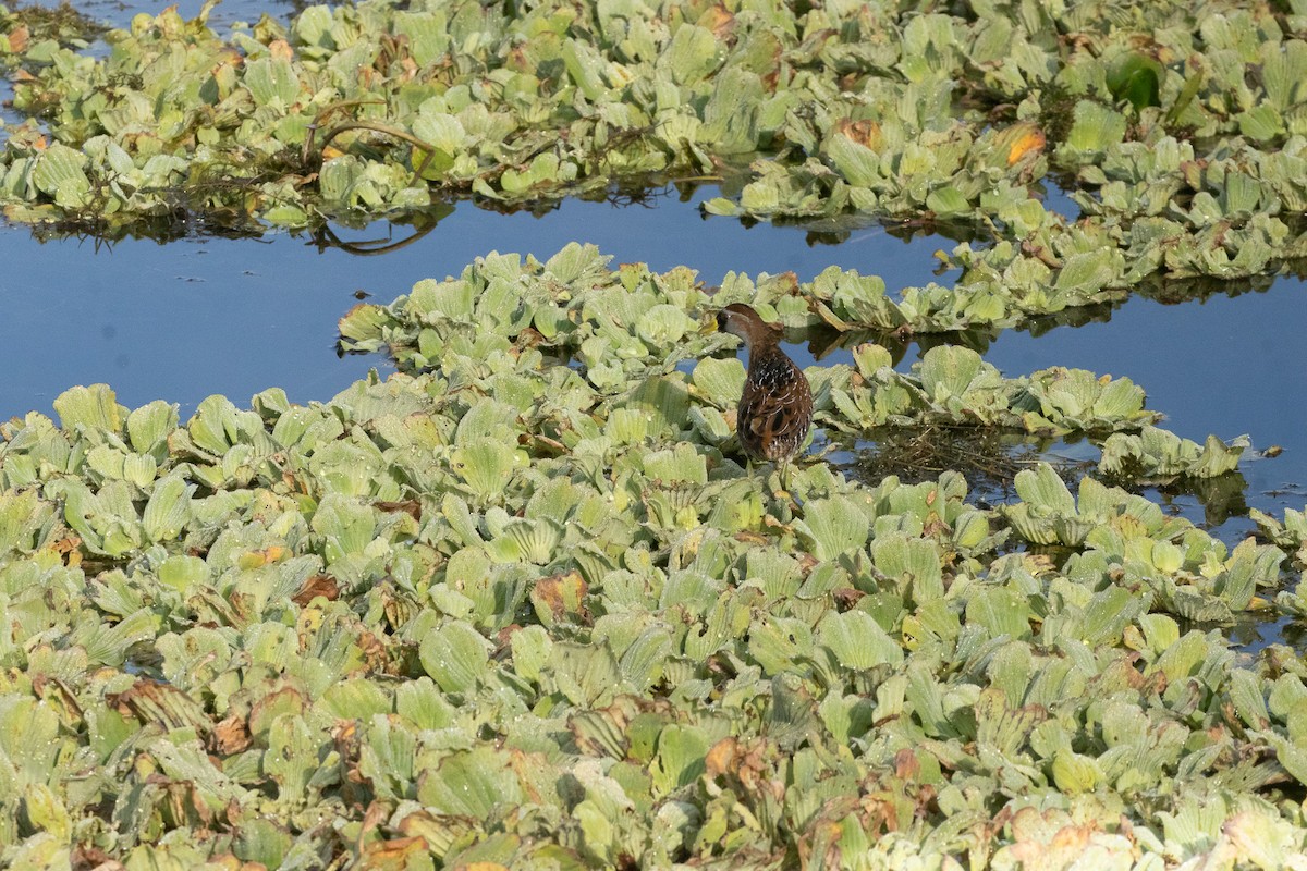 Погонич каролінський - ML646922450