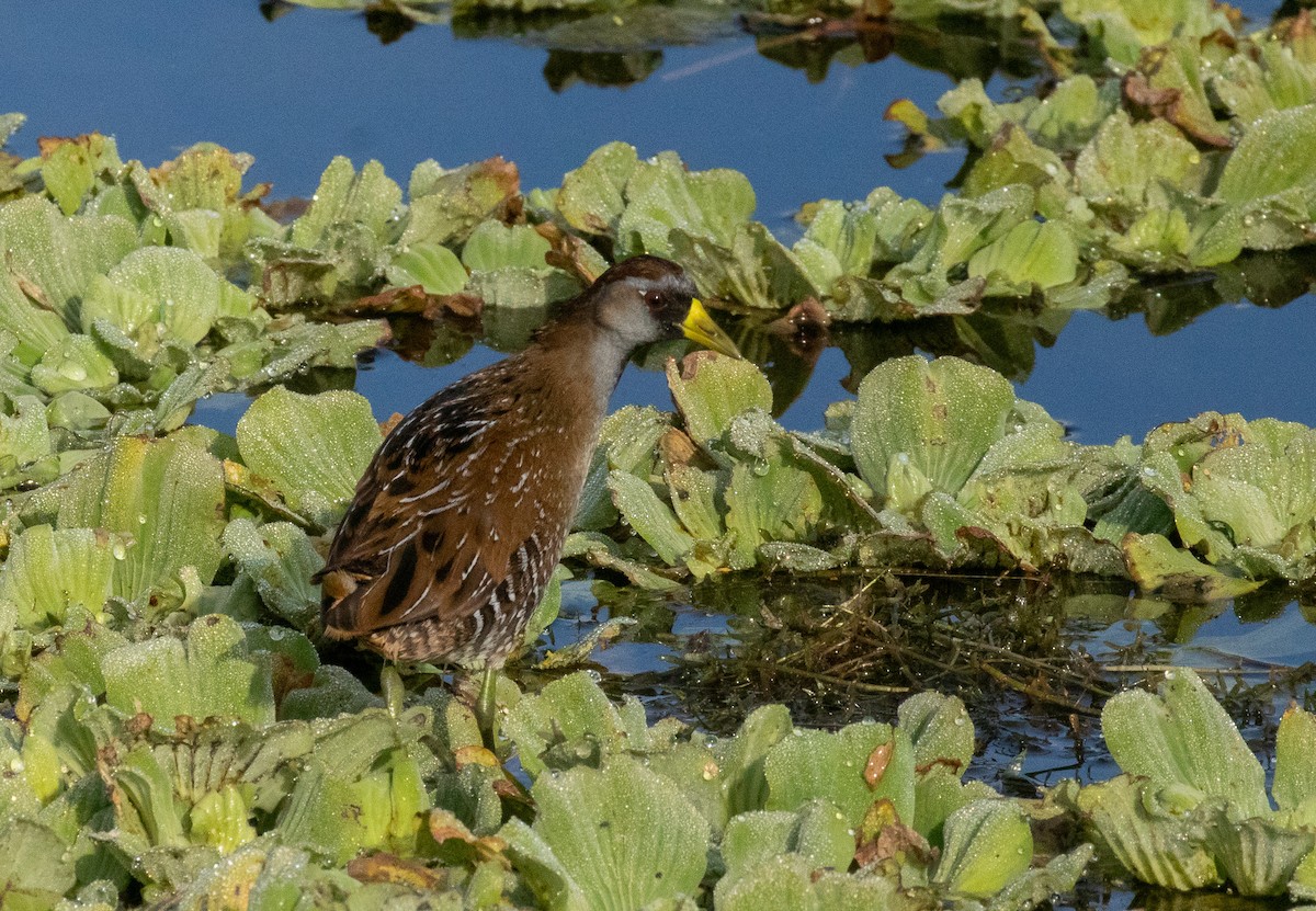 Погонич каролінський - ML646922451