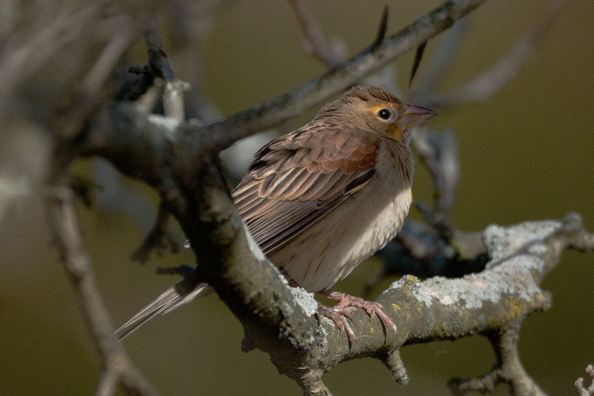 ムナグロノジコ - ML646922452