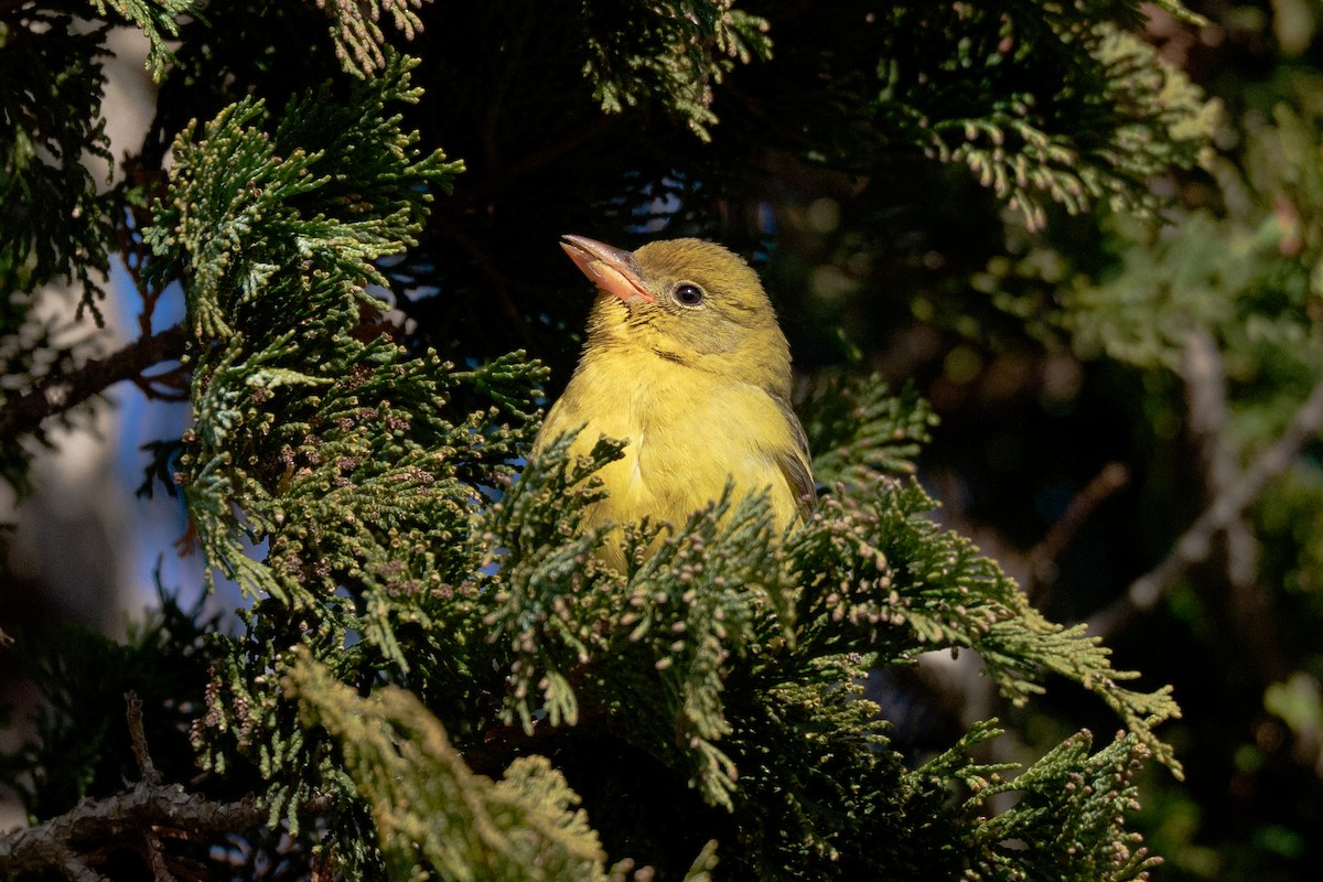 ニシフウキンチョウ - ML646922453