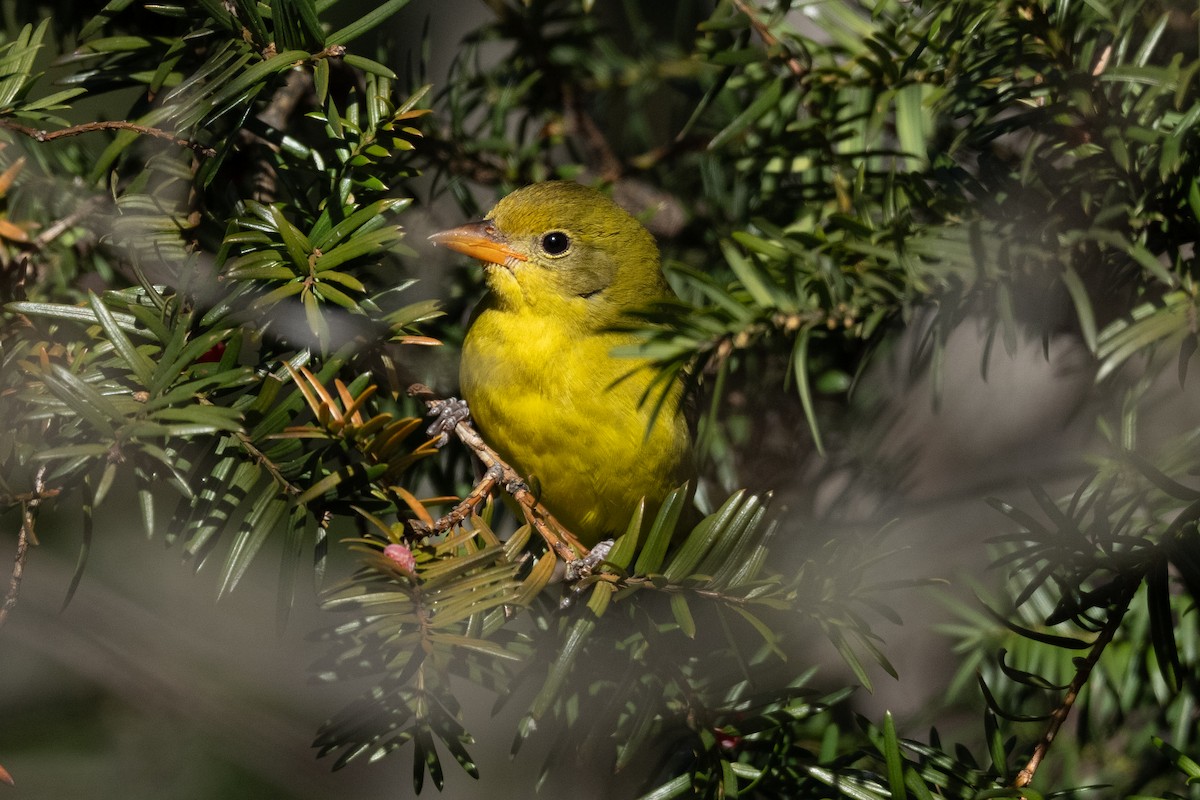 ニシフウキンチョウ - ML646922454