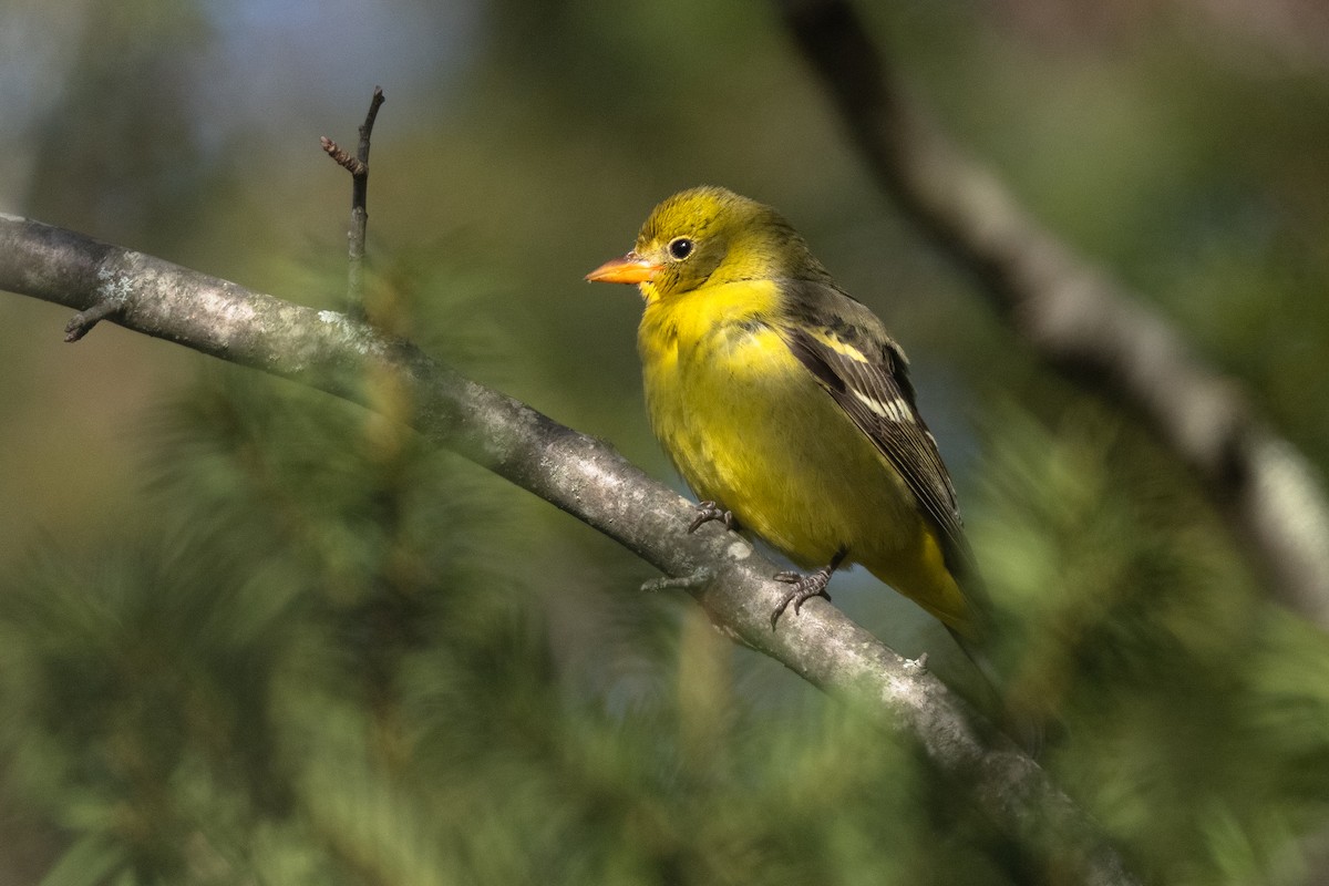 ニシフウキンチョウ - ML646922455