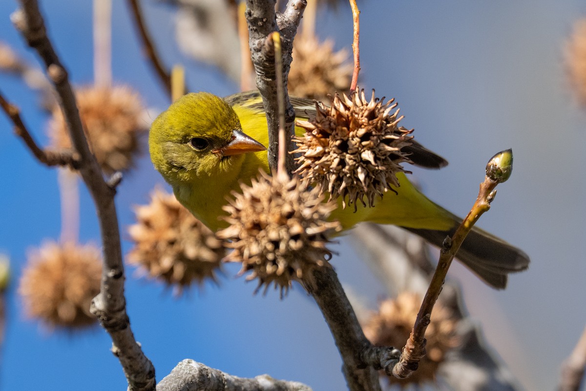 ニシフウキンチョウ - ML646922456