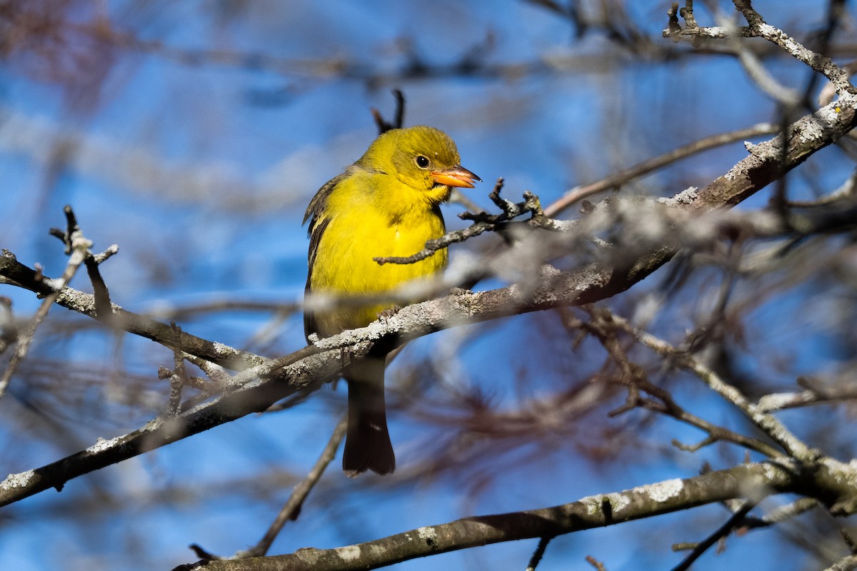 ニシフウキンチョウ - ML646922458