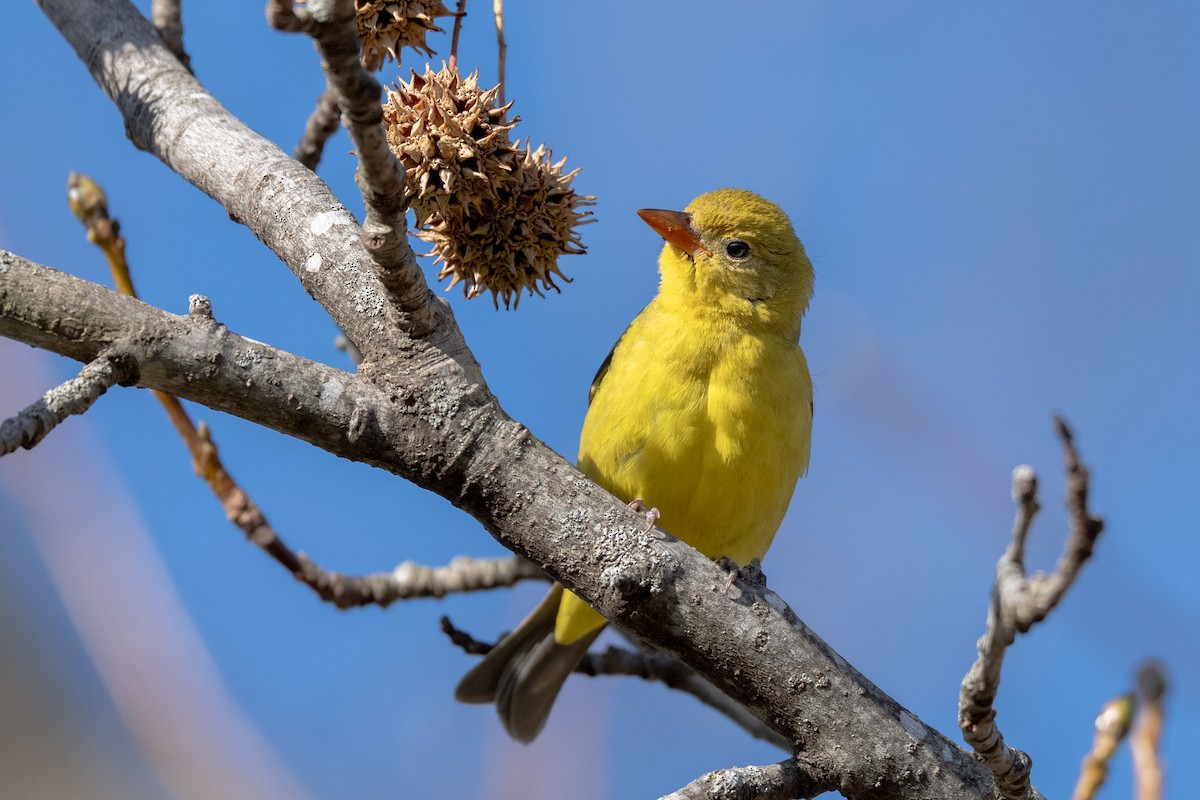 ニシフウキンチョウ - ML646922459