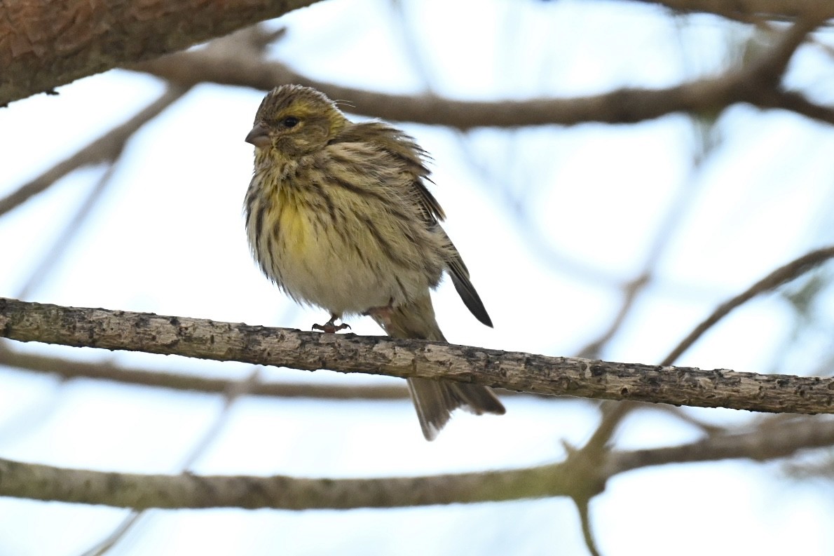 Txirriskila arrunta - ML646922464