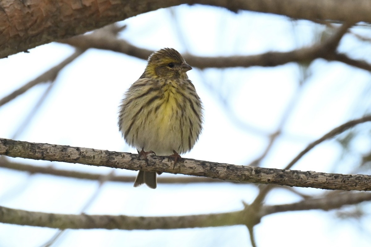 Txirriskila arrunta - ML646922465