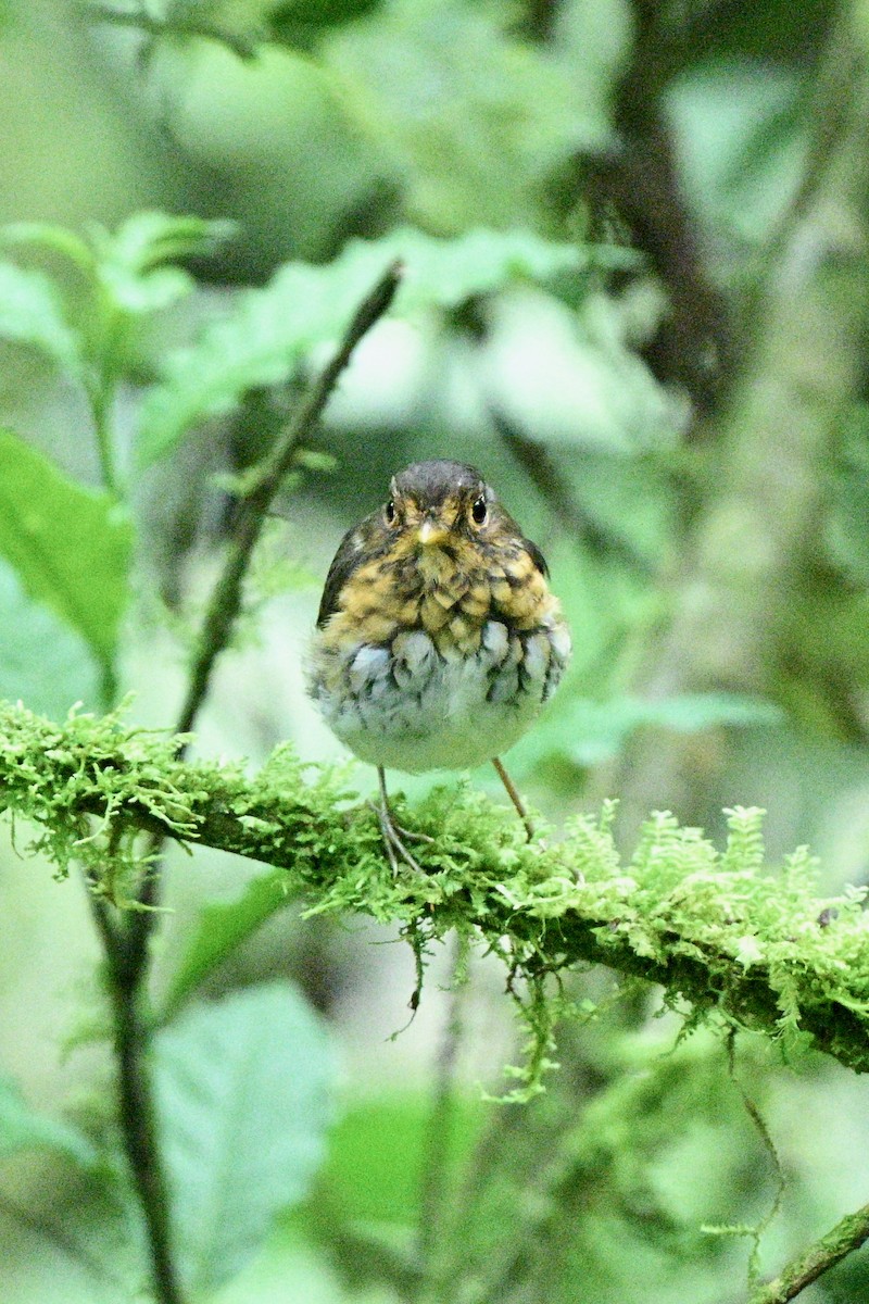 Ochre-breasted Antpitta - ML646922467