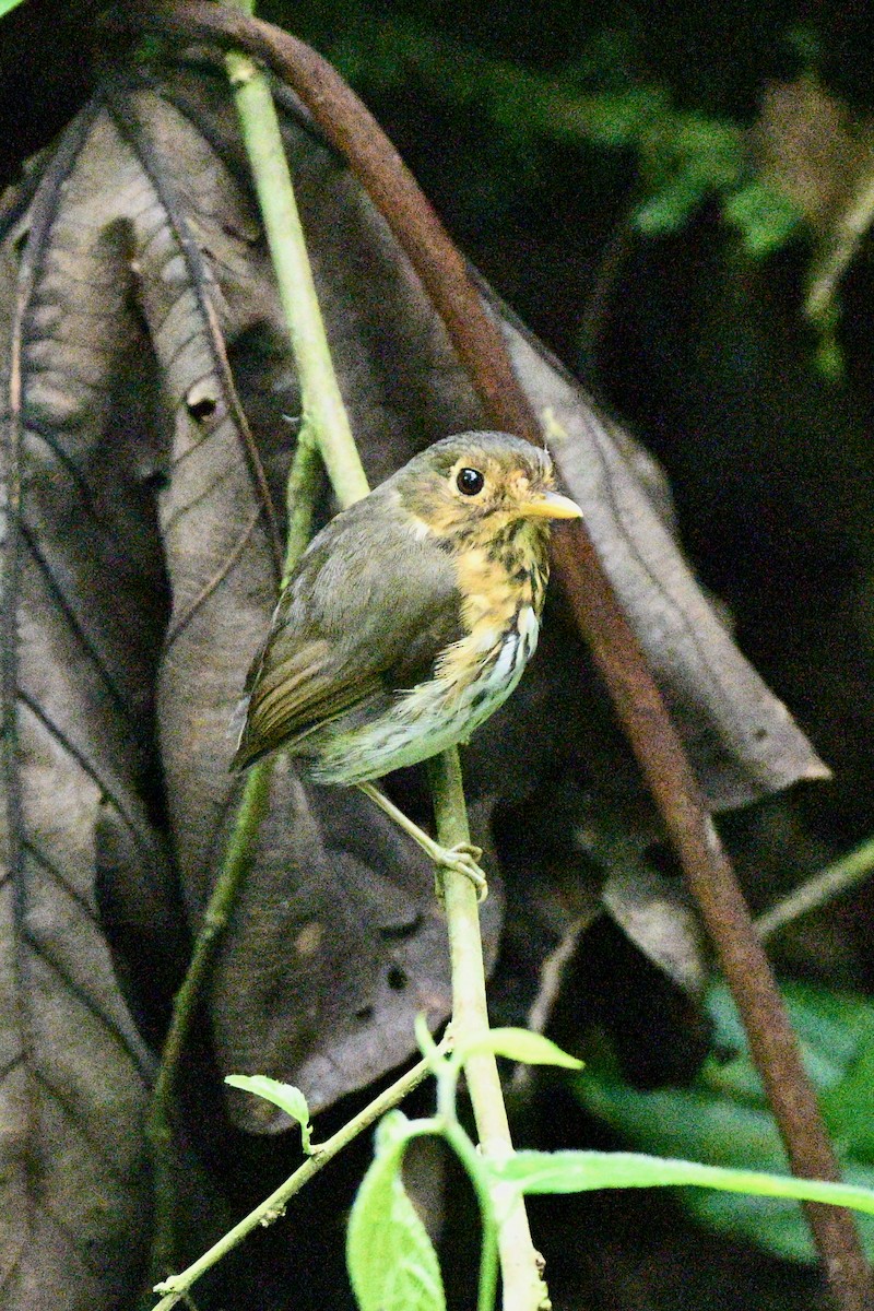 Ochre-breasted Antpitta - ML646922468