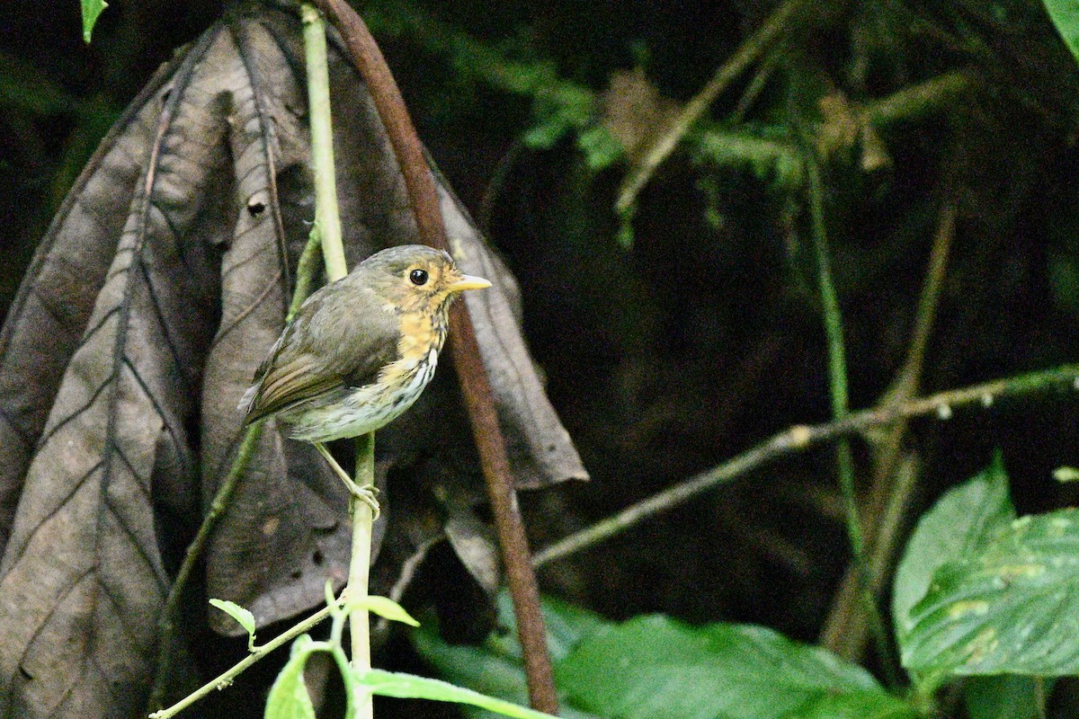 Ochre-breasted Antpitta - ML646922470